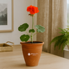4 inch Clay Flower Pots Terra Cotta Plant Pots with Drainage Holes Cactus Succulent Pots Small Terracotta Pots Mini Planter for Indoor Outdoor Plants DIY Craft Wedding Favor