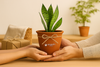 4 inch Clay Flower Pots Terra Cotta Plant Pots with Drainage Holes Cactus Succulent Pots Small Terracotta Pots Mini Planter for Indoor Outdoor Plants DIY Craft Wedding Favor
